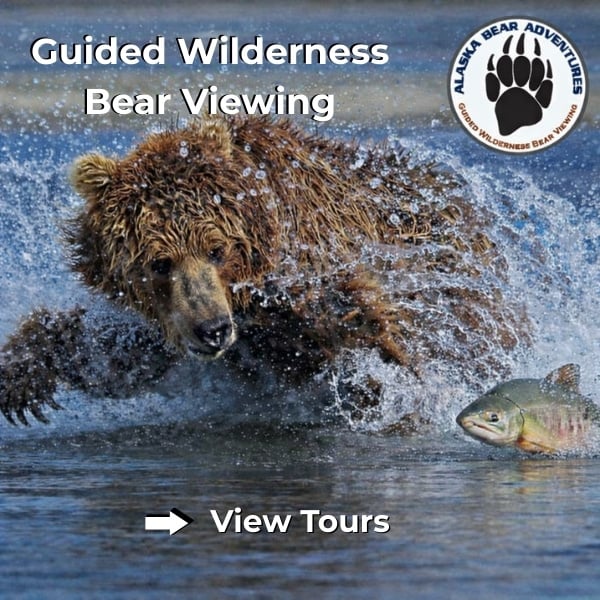 Alaska Bear Adventures banner